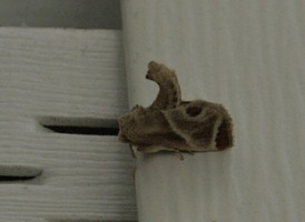 Shagreened Slug